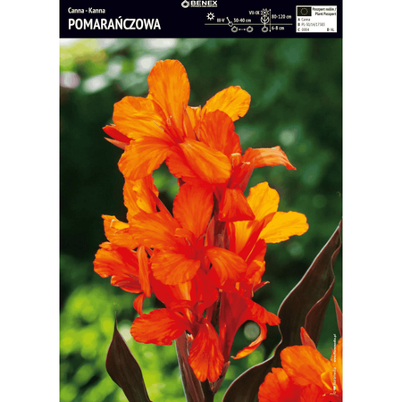 Kanna pomarańczowa 1 szt.