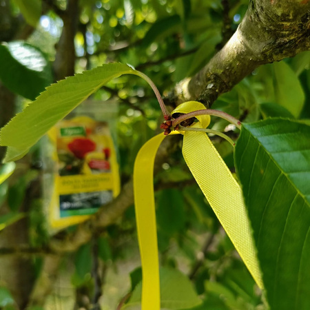 Żółte tasiemki na mszyce – 20 szt. Vegano