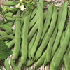 Fasola tyczna 'Eva' – Szparagowa – Kiepenkerl