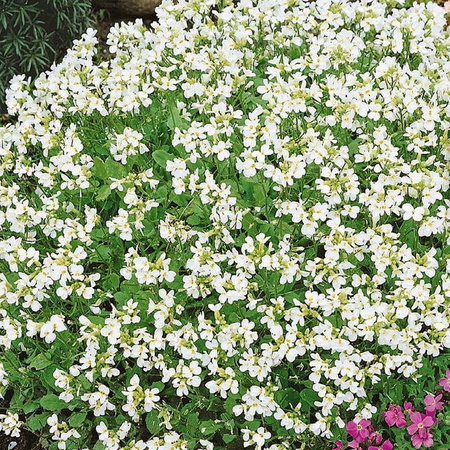 Gęsiówka Kaukaska 'Schneehaube' – Biała – Kiepenkerl