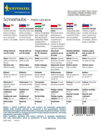 Gęsiówka Kaukaska 'Schneehaube' – Biała – Kiepenkerl