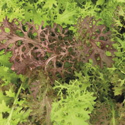 Sałata Musztardowa – Mix – Kiepenkerl