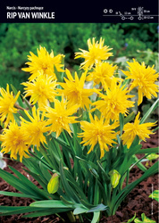Narcyz Pachnący 'Rip Van Winkle' – 15 szt.
