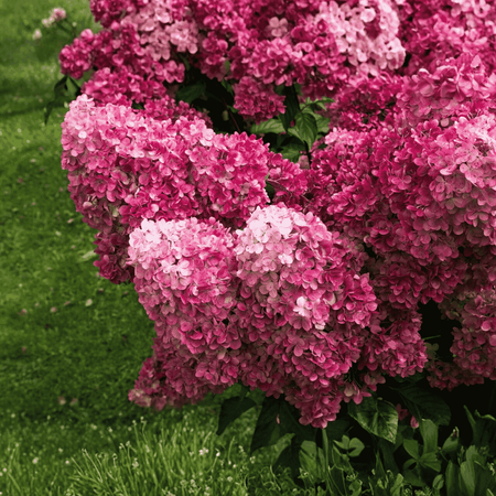 Hortensja bukietowa 'Sundae' – Sadzonka 40 cm