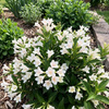 Krzewuszka Picobella Bianco (Weigela florida Picobella Bianco)