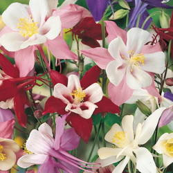 Orlik – Mix Nasion – Kiepenkerl