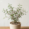 Perełkowiec drobnolistny (Sophora prostrata Little Baby) – sadzonka
