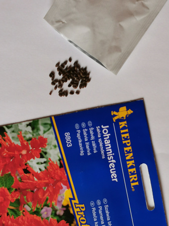 Szałwia błyszcząca 'Johannisfeuer'- Nasiona - Kiepenkerl