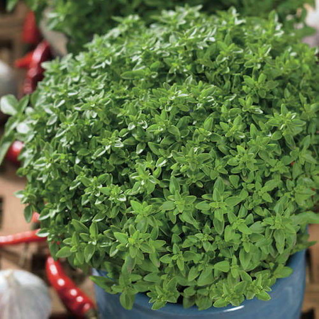 Bazylia 'Grüner Zwerg' – Kiepenkerl