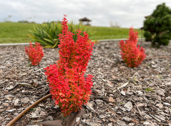 Berberys Thunberga 'Orange Ice' PBR – Sadzonka 20 cm