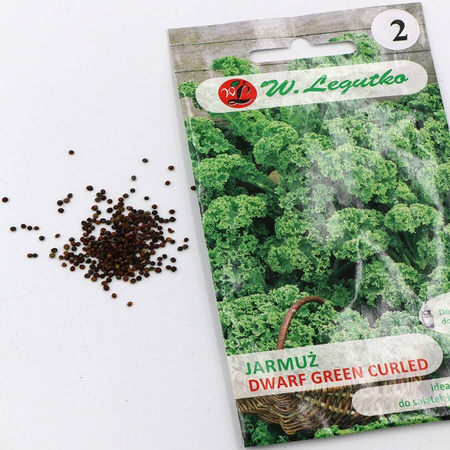 Jarmuż 'Dwarf Green Curled' – 1 g Legutko