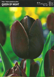 Tulipan 'Queen of Night' – 15 szt