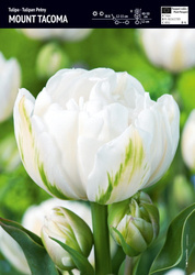 Tulipan 'Mount Tacoma' – Pełny Biały – 10 szt.