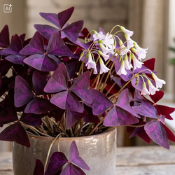 Szczawik trójkątny (Oxalis triangularis Mijke) – sadzonka