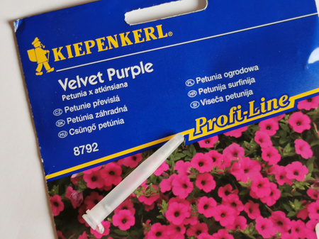 Petunia zwisająca 'Velvet Purple' F1 - Nasiona - Kiepenkerl