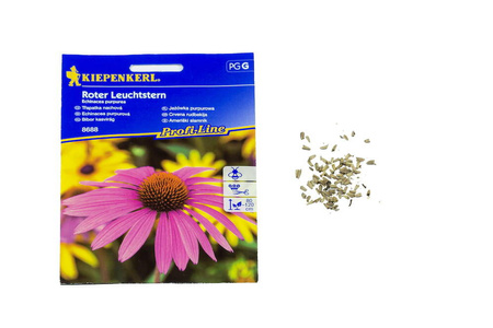 Jeżówka 'Roter Leuchtstern' – Purpurowa – Kiepenkerl