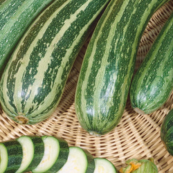 Cukinia 'Coucourzelle' – Nasiona Kiepenkerl