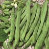 Fasola tyczna 'Eva' – Szparagowa – Kiepenkerl
