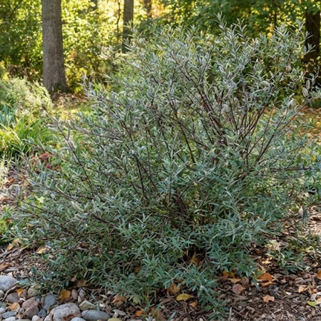Wierzba Purpurowa Nana (Salix Purpurea Nana) – sadzonka w doniczce C2 – Botana
