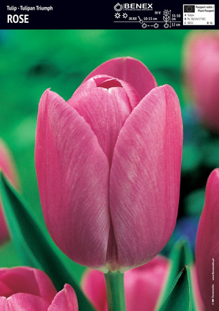 Tulipan Triumph Rose 5 szt. 11/12