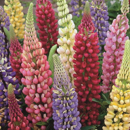 Łubin trwały – Mieszanka Nasion – Kiepenkerl