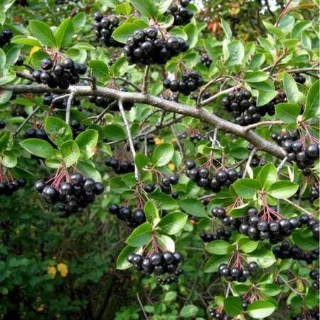 Aronia Czarna (Aronia Melanocarpa) – sadzonka w doniczce C2 – Botana