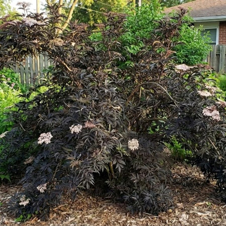 Bez Czarny Black Tower (Sambucus Nigra Black Tower) – sadzonka w doniczce C3 – Botana