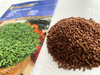 Rzeżucha 'Cressida' – Ogrodowa – Kiepenkerl