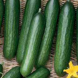 Ogórek Gruntowy 'Tristan' – Kiepenkerl