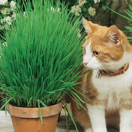 Trawa Dla Kota – Kiepenkerl