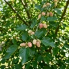 Morwa Biała (Morus Alba) – sadzonka w doniczce C2 – Botana
