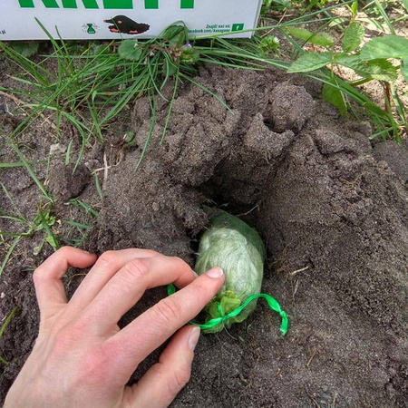 Kunagone – Odstraszacz Kretów – 2 szt.