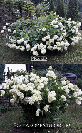 Podpora Obejma Do Roślin – 10 szt.