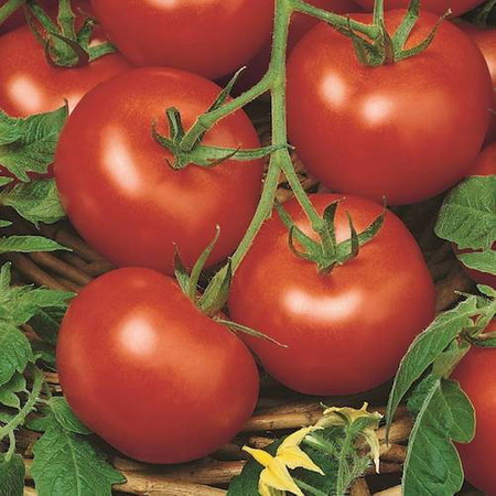 Pomidor Sałatkowy 'Moneymaker' – Kiepenkerl