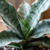 Sansewieria Silver Blue (Sansewieria kirkii) – sadzonka rozmiar M