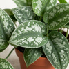 Scindapsus pstry (Scindapsus pictus 'Trebie') – sadzonka rozmiar M