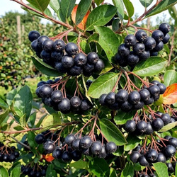 Aronia czarnoowocowa Galicjanka (Aronia Melanocarpa Galicjanka) – sadzonka w doniczce C2 – Botana