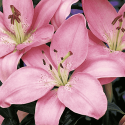 Lilia azjatycka Vivaldi 1 szt.