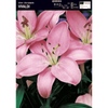 Lilia azjatycka Vivaldi 1 szt.
