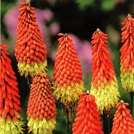 Trytoma czerwono-żółta 1 szt.