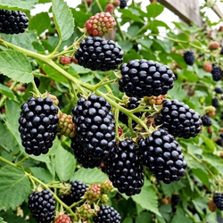Jeżyna bezkolcowa Orkan (Rubus Fruticosus Orkan) – sadzonka w doniczce C2 – Botana