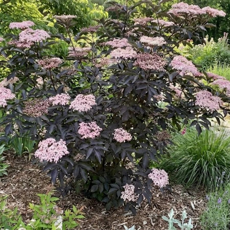 Bez Czarny Black Beauty (Sambucus Nigra Black Beauty) – sadzonka w doniczce C3 – Botana