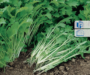 Rzepa Naciowa 'Namenia' – Kiepenkerl