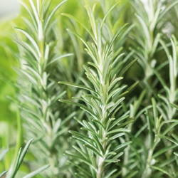 Rozmaryn Lekarski – Intensywny – Kiepenkerl