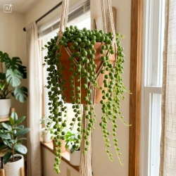 Starzec zwisający (Senecio rowleyanus) – rozmiar sadzonki M