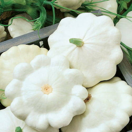 Cukinia Patison 'Custard White' – Kiepenkerl
