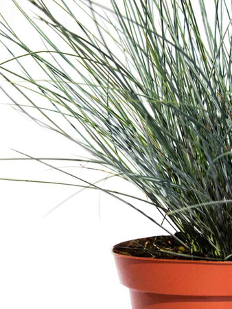 Kostrzewa sina – niebieska trawa - 15 szt. pakiet