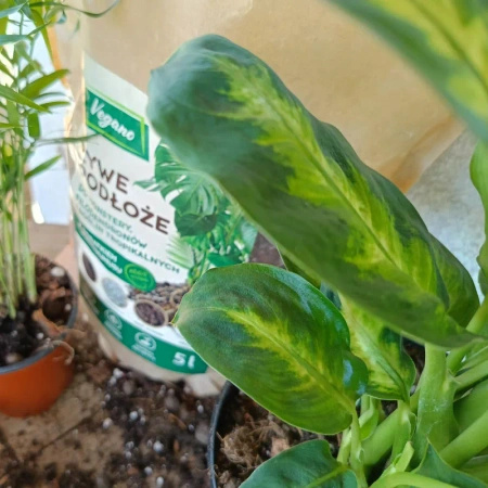 Żywe podłoże do monstery, filodendronów i roślin tropikalnych z dodatkiem Wermihumusu Vegano - 5 l 