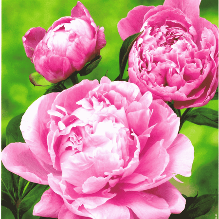 Piwonia Dr. Alex Flamming 1 szt.