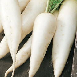 Rzodkiewka 'Rampouch' – Kiepenkerl